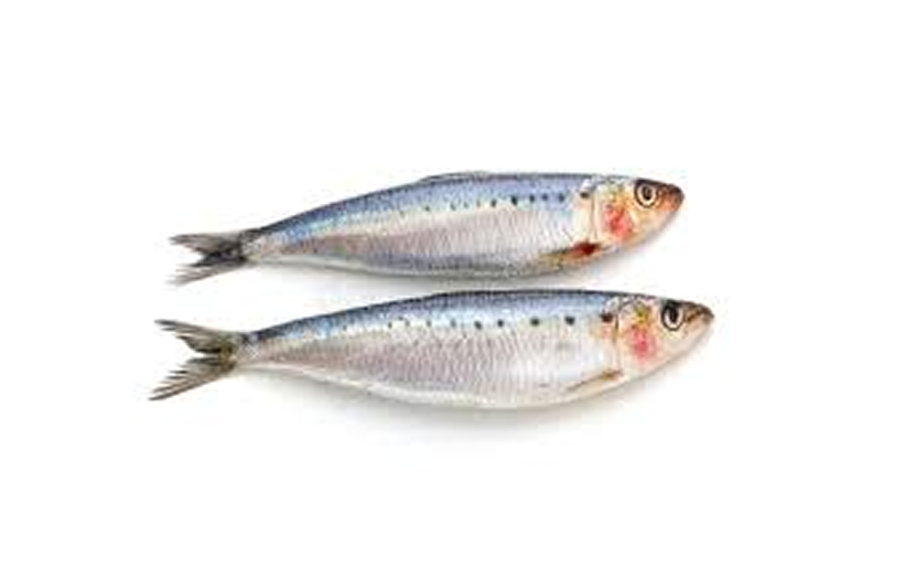Mathi (Sardine)